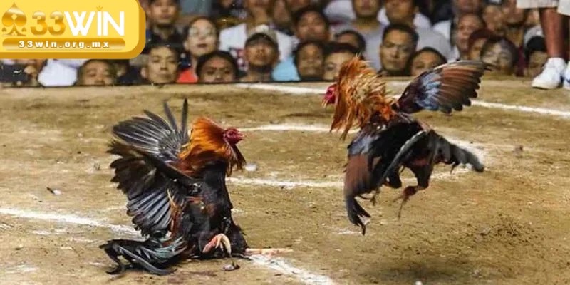 Đá gà 33WIN - Địa chỉ cá cược chất lượng, uy tín hàng đầu 4 Các giải đấu đá gà tại 33WIN mang tầm quốc tế